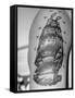 Tattoo of a Ship Being Displayed on Arm of a Us Sailor-Carl Mydans-Framed Stretched Canvas