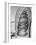 Tattoo of a Ship Being Displayed on Arm of a Us Sailor-Carl Mydans-Framed Photographic Print