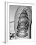 Tattoo of a Ship Being Displayed on Arm of a Us Sailor-Carl Mydans-Framed Photographic Print