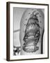 Tattoo of a Ship Being Displayed on Arm of a Us Sailor-Carl Mydans-Framed Photographic Print