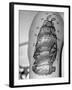 Tattoo of a Ship Being Displayed on Arm of a Us Sailor-Carl Mydans-Framed Photographic Print