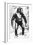 Taungs Ape-Man-null-Framed Giclee Print