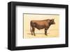 Taureau-Ayrshire-null-Framed Art Print