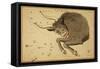 Taurus Constellation, Zodiac Sign, 1825-Science Source-Framed Stretched Canvas