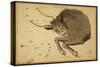 Taurus Constellation, Zodiac Sign, 1825-Science Source-Stretched Canvas