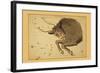 Taurus the Bull-Aspin Jehosaphat-Framed Art Print