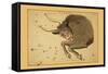 Taurus the Bull-Aspin Jehosaphat-Framed Stretched Canvas