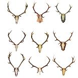 Collection of Red Deer Trophies-taviphoto-Stretched Canvas