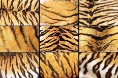 Collection of Tiger Fur Closeups-taviphoto-Stretched Canvas