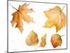 Tawny Autumn Leaves-Lanie Loreth-Mounted Art Print