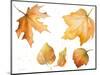 Tawny Autumn Leaves-Lanie Loreth-Mounted Art Print