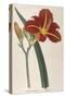 Tawny Day Lily-William Curtis-Stretched Canvas