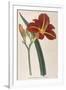 Tawny Day Lily-William Curtis-Framed Premium Giclee Print