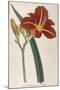 Tawny Day Lily-William Curtis-Mounted Premium Giclee Print
