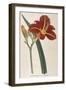 Tawny Day Lily-William Curtis-Framed Art Print