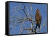 Tawny Eagle (Aquila Rapax), Kgalagadi Transfrontier Park, Northern Cape, South Africa, Africa-Ann & Steve Toon-Framed Stretched Canvas