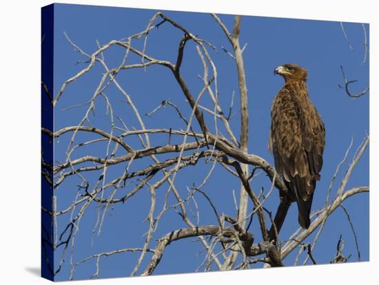 Tawny Eagle (Aquila Rapax), Kgalagadi Transfrontier Park, Northern Cape, South Africa, Africa-Ann & Steve Toon-Stretched Canvas