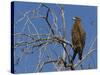 Tawny Eagle (Aquila Rapax), Kgalagadi Transfrontier Park, Northern Cape, South Africa, Africa-Ann & Steve Toon-Stretched Canvas