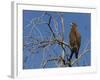 Tawny Eagle (Aquila Rapax), Kgalagadi Transfrontier Park, Northern Cape, South Africa, Africa-Ann & Steve Toon-Framed Photographic Print