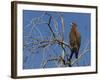 Tawny Eagle (Aquila Rapax), Kgalagadi Transfrontier Park, Northern Cape, South Africa, Africa-Ann & Steve Toon-Framed Photographic Print