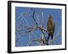 Tawny Eagle (Aquila Rapax), Kgalagadi Transfrontier Park, Northern Cape, South Africa, Africa-Ann & Steve Toon-Framed Photographic Print