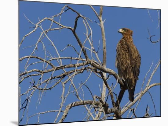 Tawny Eagle (Aquila Rapax), Kgalagadi Transfrontier Park, Northern Cape, South Africa, Africa-Ann & Steve Toon-Mounted Photographic Print