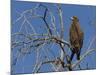 Tawny Eagle (Aquila Rapax), Kgalagadi Transfrontier Park, Northern Cape, South Africa, Africa-Ann & Steve Toon-Mounted Photographic Print