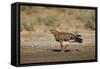 Tawny Eagle (Aquila Rapax), Kgalagadi Transfrontier Park-James Hager-Framed Stretched Canvas