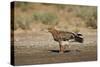 Tawny Eagle (Aquila Rapax), Kgalagadi Transfrontier Park-James Hager-Stretched Canvas