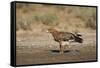 Tawny Eagle (Aquila Rapax), Kgalagadi Transfrontier Park-James Hager-Framed Stretched Canvas