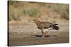 Tawny Eagle (Aquila Rapax), Kgalagadi Transfrontier Park-James Hager-Stretched Canvas