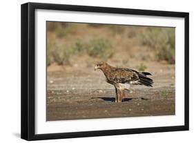 Tawny Eagle (Aquila Rapax), Kgalagadi Transfrontier Park-James Hager-Framed Photographic Print