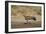 Tawny Eagle (Aquila Rapax), Kgalagadi Transfrontier Park-James Hager-Framed Photographic Print