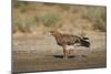 Tawny Eagle (Aquila Rapax), Kgalagadi Transfrontier Park-James Hager-Mounted Photographic Print