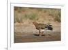 Tawny Eagle (Aquila Rapax), Kgalagadi Transfrontier Park-James Hager-Framed Photographic Print