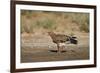 Tawny Eagle (Aquila Rapax), Kgalagadi Transfrontier Park-James Hager-Framed Photographic Print