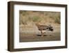 Tawny Eagle (Aquila Rapax), Kgalagadi Transfrontier Park-James Hager-Framed Photographic Print