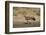 Tawny Eagle (Aquila Rapax), Kgalagadi Transfrontier Park-James Hager-Framed Photographic Print