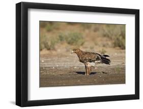 Tawny Eagle (Aquila Rapax), Kgalagadi Transfrontier Park-James Hager-Framed Photographic Print