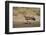 Tawny Eagle (Aquila Rapax), Kgalagadi Transfrontier Park-James Hager-Framed Photographic Print