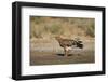 Tawny Eagle (Aquila Rapax), Kgalagadi Transfrontier Park-James Hager-Framed Photographic Print