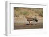 Tawny Eagle (Aquila Rapax), Kgalagadi Transfrontier Park-James Hager-Framed Photographic Print