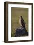 Tawny Eagle (Aquila Rapax), Ngorongoro Crater, Tanzania, East Africa, Africa-James Hager-Framed Photographic Print