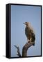 Tawny Eagle (Aquila Rapax), Serengeti National Park, Tanzania, East Africa, Africa-James Hager-Framed Stretched Canvas