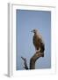 Tawny Eagle (Aquila Rapax), Serengeti National Park, Tanzania, East Africa, Africa-James Hager-Framed Photographic Print