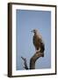 Tawny Eagle (Aquila Rapax), Serengeti National Park, Tanzania, East Africa, Africa-James Hager-Framed Photographic Print