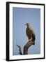 Tawny Eagle (Aquila Rapax), Serengeti National Park, Tanzania, East Africa, Africa-James Hager-Framed Photographic Print