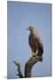 Tawny Eagle (Aquila Rapax), Serengeti National Park, Tanzania, East Africa, Africa-James Hager-Mounted Photographic Print