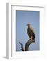 Tawny Eagle (Aquila Rapax), Serengeti National Park, Tanzania, East Africa, Africa-James Hager-Framed Photographic Print
