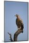 Tawny Eagle (Aquila Rapax), Serengeti National Park, Tanzania, East Africa, Africa-James Hager-Mounted Photographic Print